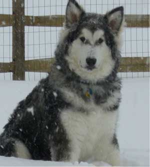 Hudsons Malamutes - Tank