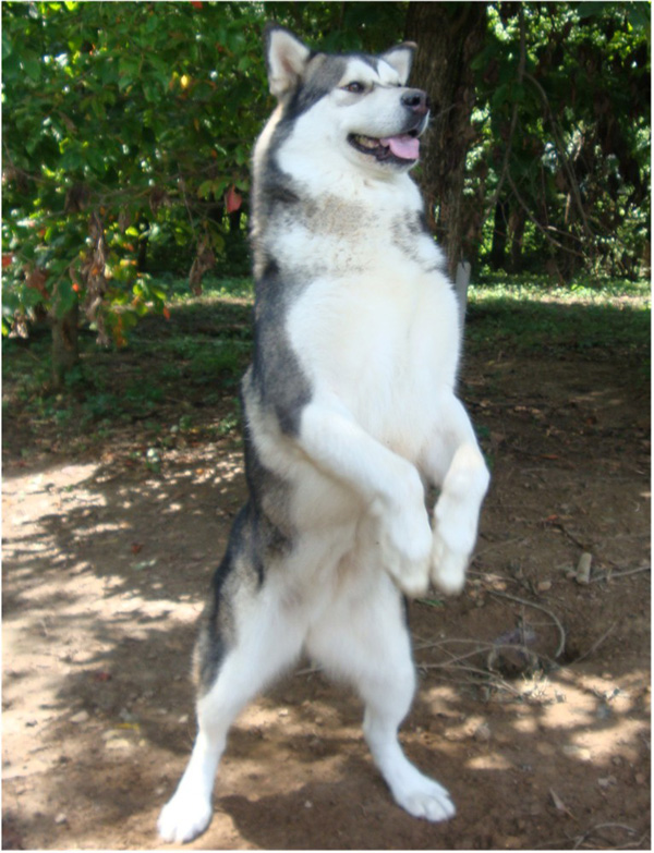 Hudsons Malamutes - Tanra