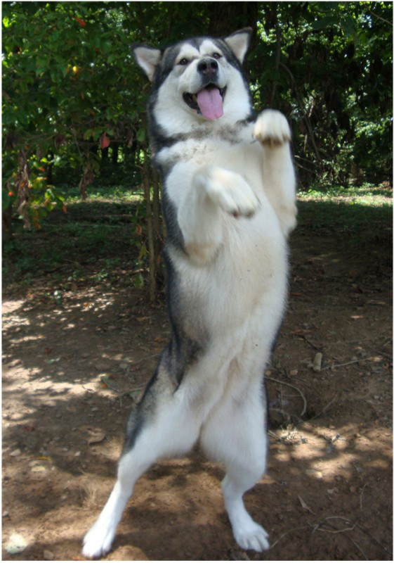 Hudsons Malamutes - Tanra