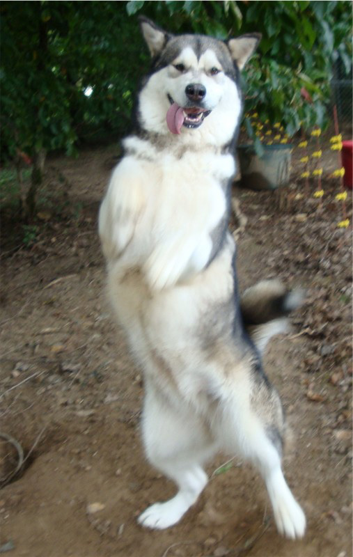 Hudsons Malamutes - Tanra