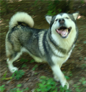 Hudsons Malamutes - Tanra 