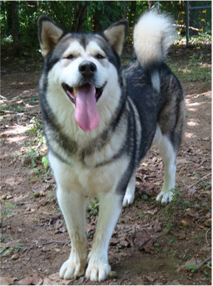 Hudsons Malamutes - Tanra 