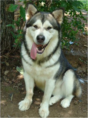 Hudsons Malamutes - Tanra 