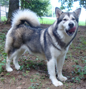 Hudsons Malamutes - Tanra 