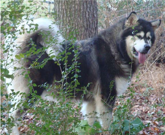 Hudsons Malamutes - Tarah