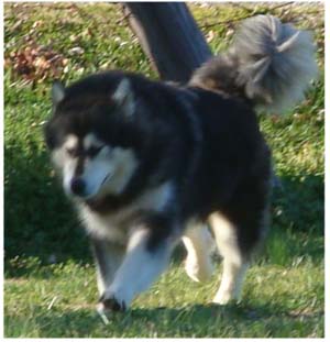 Hudsons Malamutes - Tarah