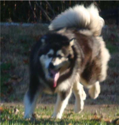 Hudsons Malamutes - Tarah