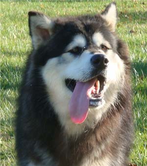 Hudsons Malamutes - Tarah