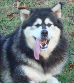 Hudsons Malamutes - Tarah