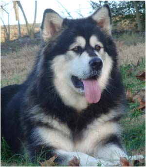 Hudsons Malamutes - Tarah