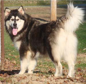 Hudsons Malamutes - Tarah