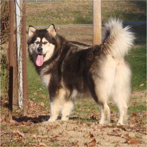 Hudsons Malamutes - Tarah