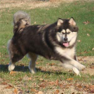 Hudsons Malamutes - Tarah