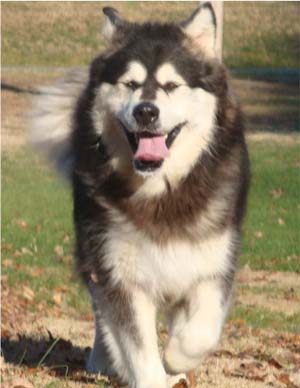 Hudsons Malamutes - Tarah