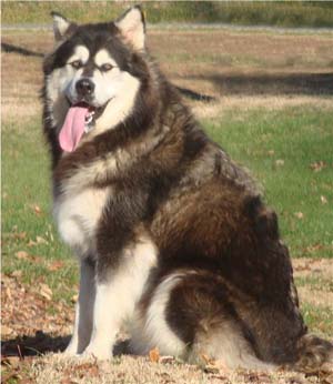 Hudsons Malamutes - Tarah