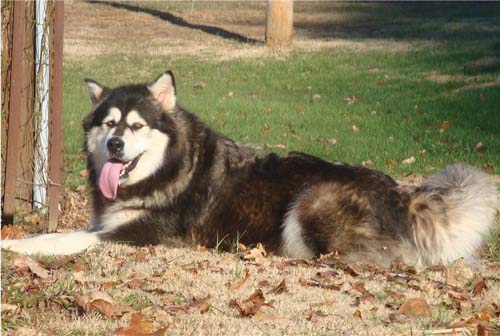 Hudsons Malamutes - Tarah