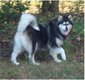 Hudsons Malamutes - Tarah