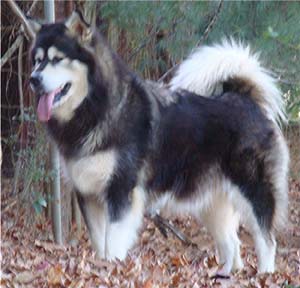 Hudsons Malamutes - Tarah