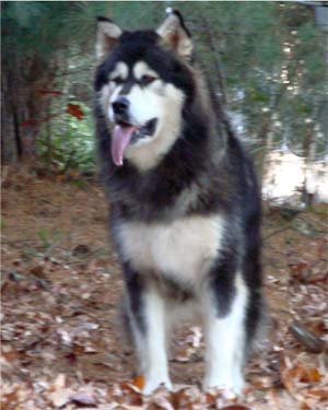 Hudsons Malamutes - Tarah