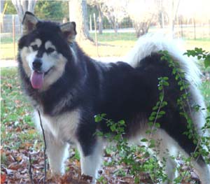 Hudsons Malamutes - Tarah