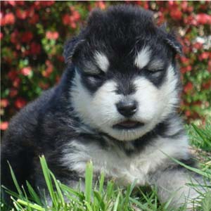 Hudsons Malamutes - Tarah