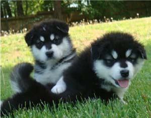 Hudsons Malamutes - Tarah