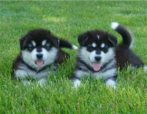 Hudsons Malamutes - Tarah