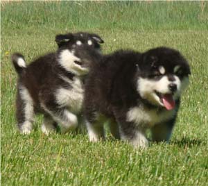 Hudsons Malamutes - Tarah