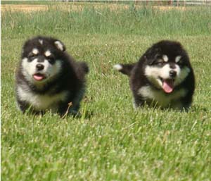 Hudsons Malamutes - Tarah