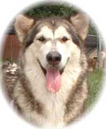 Hudsons Malamutes - Tawnee-T