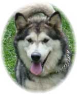 Hudsons Malamutes - Tawnee-T