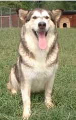 Hudsons Malamutes - Tawnee-T