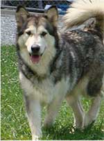 Hudsons Malamutes - Tawnee-T