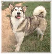 Hudsons Malamutes - Tawnee-T