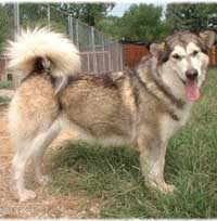 Hudsons Malamutes - Tawnee-T