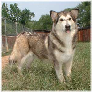 Hudsons Malamutes - Tawnee-T