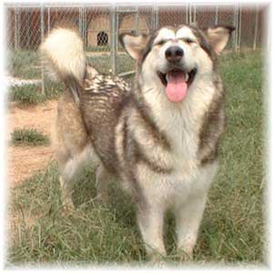 Hudsons Malamutes - Tawnee-T