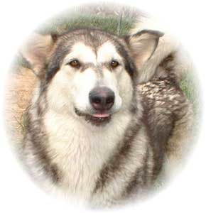 Hudsons Malamutes - Tawnee-T