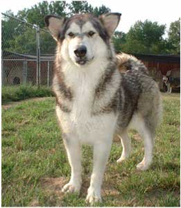 Hudsons Malamutes - Tawnee-T