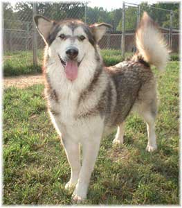 Hudsons Malamutes - Tawnee-T