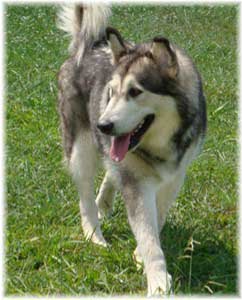 Hudsons Malamutes - Tawnee-T