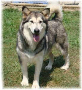 Hudsons Malamutes - Tawnee-T