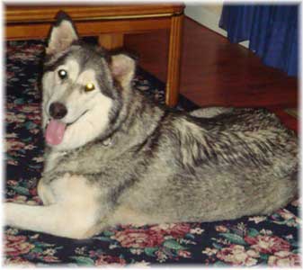 Hudsons Malamutes - Tawnee-T