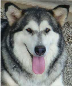 Hudsons Malamutes - Tawnee-T