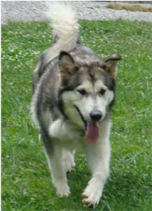 Hudsons Malamutes - Tawnee-T