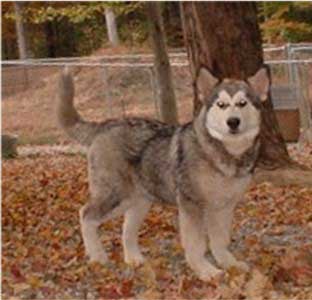 Hudsons Malamutes - Tawnee-T