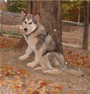 Hudsons Malamutes - Tawnee-T