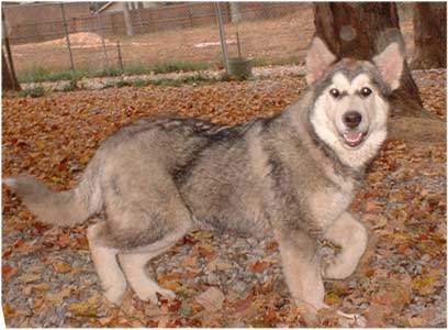 Hudsons Malamutes - Tawnee-T