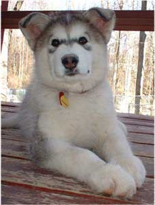 Hudsons Malamutes - Tawnee-T