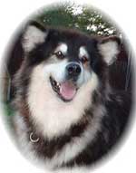 Hudsons Malamutes - Tawnie